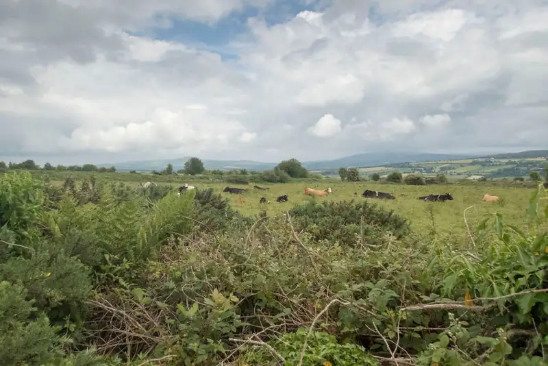 Cattle grazing on green pasture in rolling Kilkenny countryside under a cloudy sky.